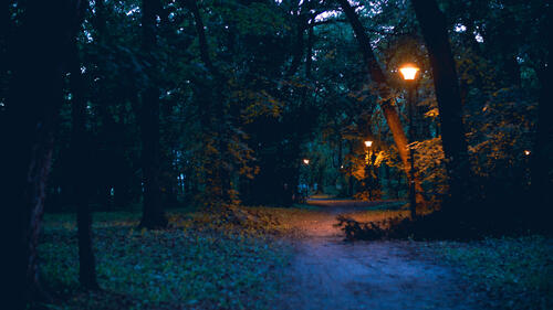 Lightly illuminated forest path